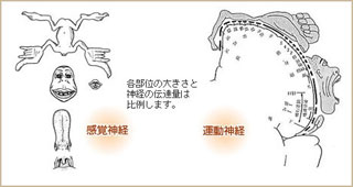 ヒトの大脳皮質と身体との神経的な対応関係図