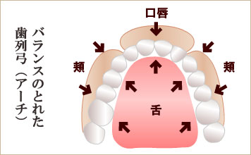 バランスのとれた歯列弓(アーチ)